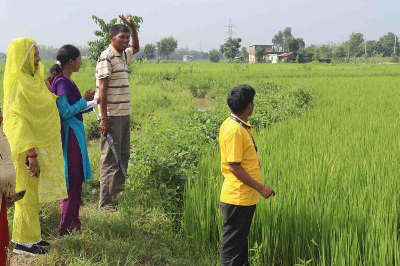 Dhan-Kheti-2081-Palika-1-10-1024x683