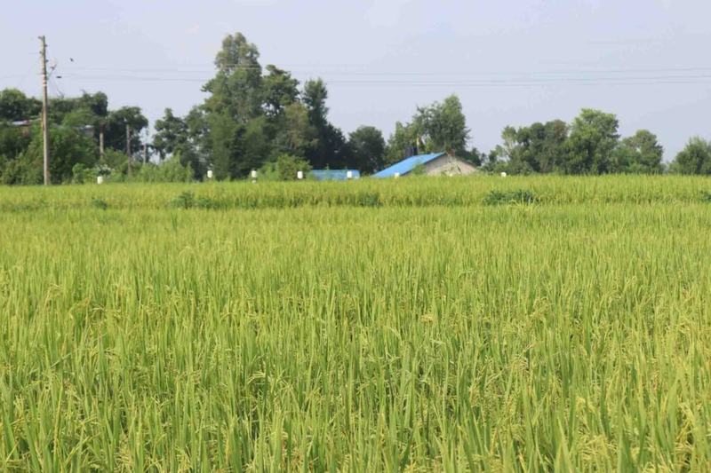 Dhan-Kheti-2081-Palika-1-13-1024x683
