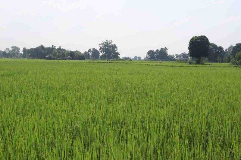 Dhan-Kheti-2081-Palika-1-2-1024x683