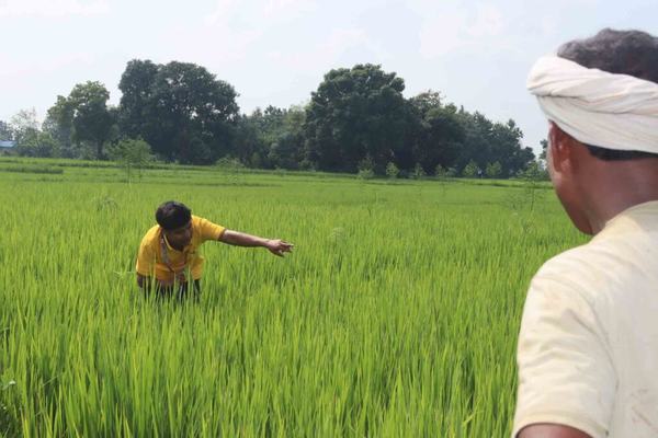 बीउ धान खेतीको निरीक्षण २०८१ (कृषि शाखा)