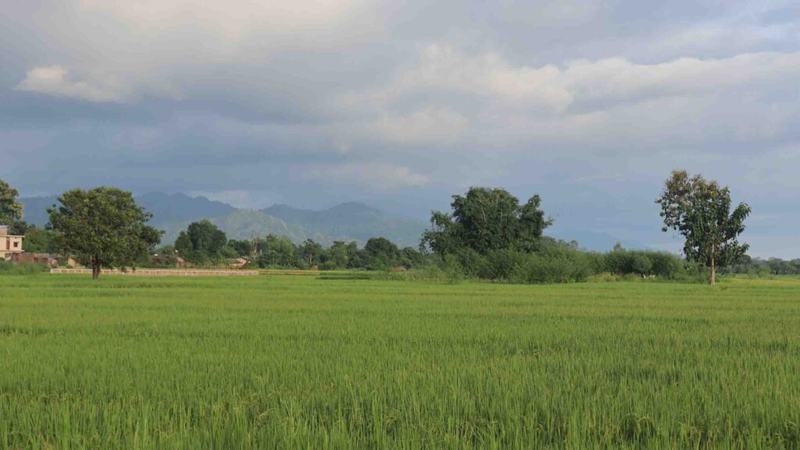 Dhan-kheti-nirikshan-20-1024x576